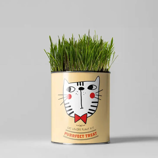 Plant Growing Gift - Cat