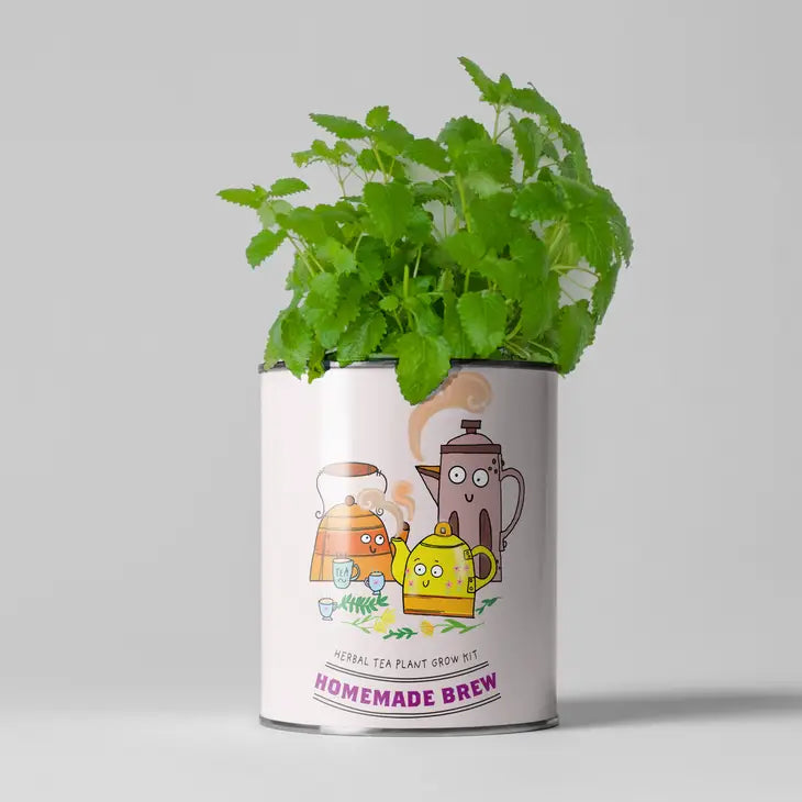 Plant Growing Gift - Tea